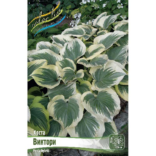 Хоста Виктори 1 n 1 шт