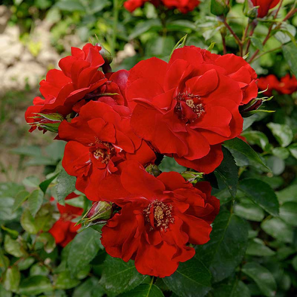 Роза флорибунда Чамплэйн Садовита