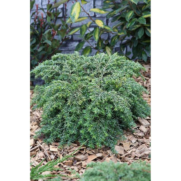Тсуга Канадская Нана P9 шт