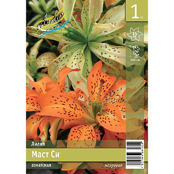 Лилия Маст Си 12/14 1 Эконом шт 