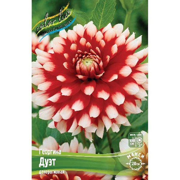 Георгина Дуэт I 15 шт Шоу-бокс 13927