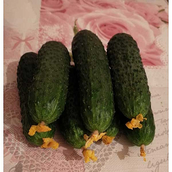Огурец Жозефино 250шт Маринда/Seminis