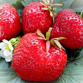 Земляника садовая Гигантела Максим (цена за 40 шт) ОСП