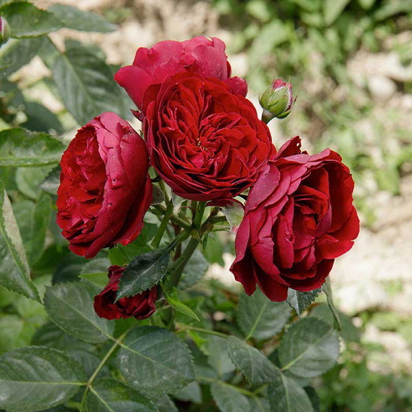 Роза спрей Эротик Рококо Садовита