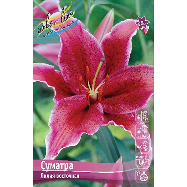 Лилия Суматра 12/14 5 шт 