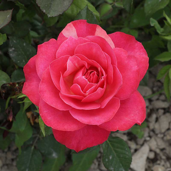 Роза флорибунда Ай Эм Грейтфул Садовита