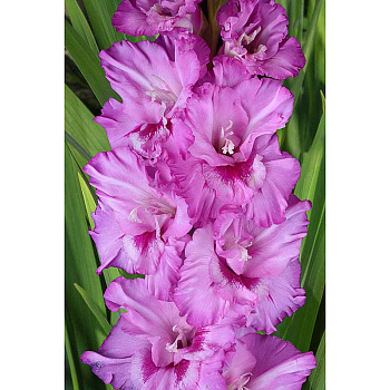 Гладиолус Санбарики 8/10 15 шт, Садовита 