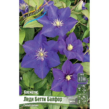 Клематис Леди Бетти Балфор I 2 шт