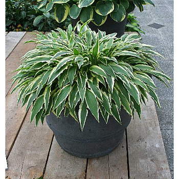 Хоста Стилетто I 1 шт 