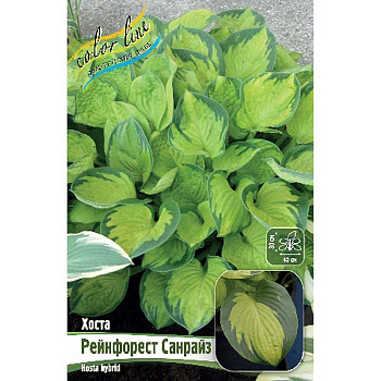 Хоста Рейнфорест Санрайз 1 n 25 шт Биг-пак 5966