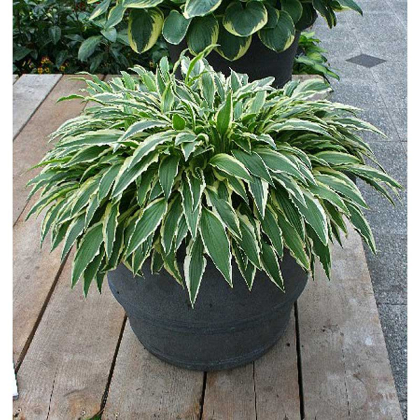 Хоста Стилетто I 1 шт 