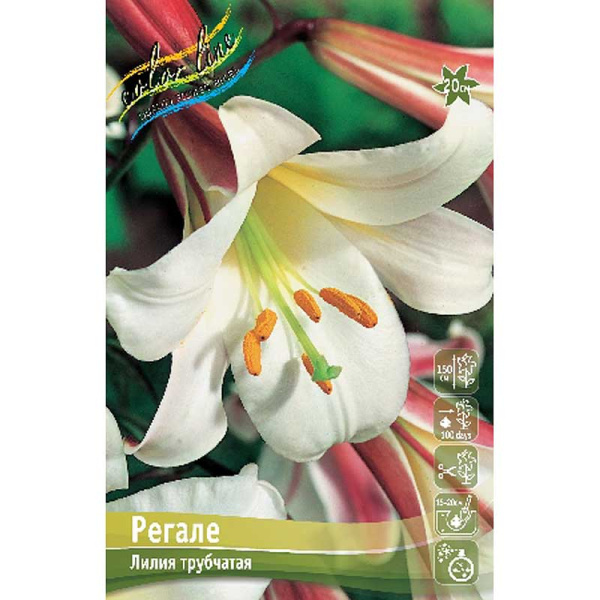 Лилия Регале 16/18 3 шт