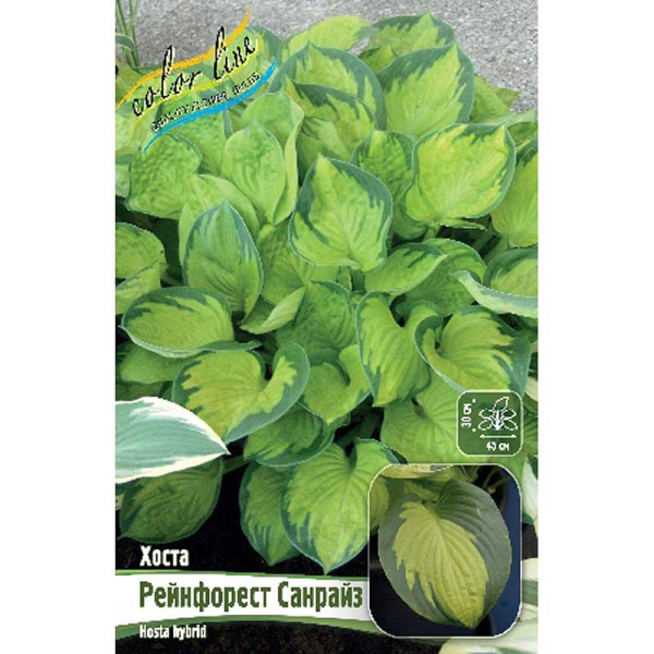 Хоста Рейнфорест Санрайз 1 n 25 шт Биг-пак 5966