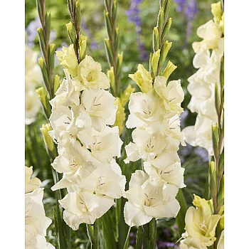 16490 Шоу-Бокс Гладиолус Амбер 8/10 150 шт 