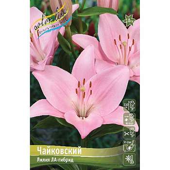 Лилия Чайковский 16/18 3 шт 