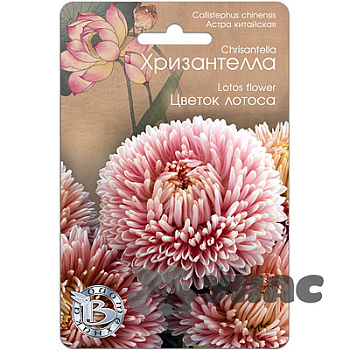 Астра Хризантелла Цветок лотоса Биотехника Ц 