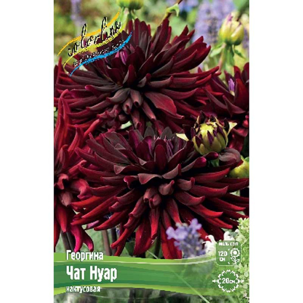 Георгина Чат Нуар I 1 шт