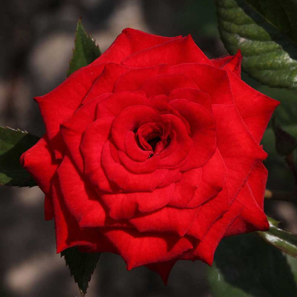 Роза спрей Миджет Садовита