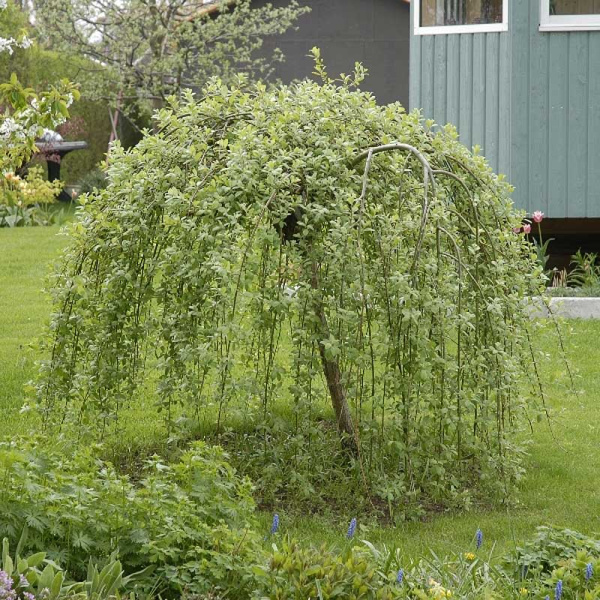 6957 Ива Козья Килмарнок C5 штамб 120 ,шт