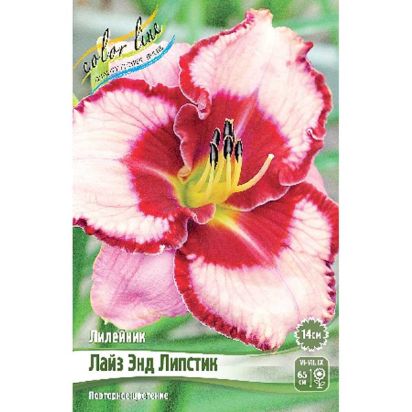 Лилейник Лайз Энд Липстик I 1 шт