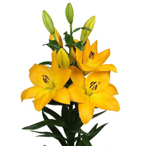 Лилия Мурано 12/14 7 шт 