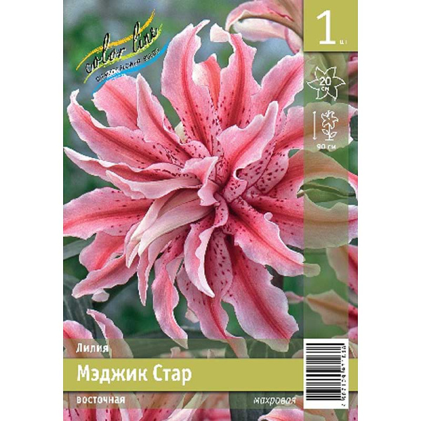 Лилия Мэджик Стар 12/14 1 Эконом шт