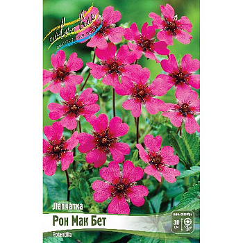 Лапчатка Рон Мак Бет I 1 шт