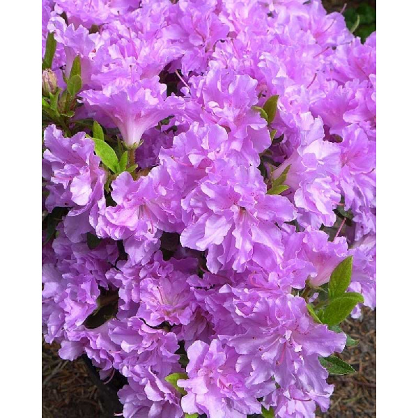 4200 Азалия Японская Элси Ли P9,5 ,шт