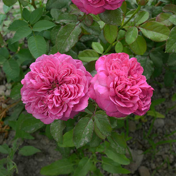 Роза Флорибунда Гектор Садовита