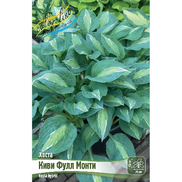 Хоста Киви Фулл Монти 1 n 1 шт
