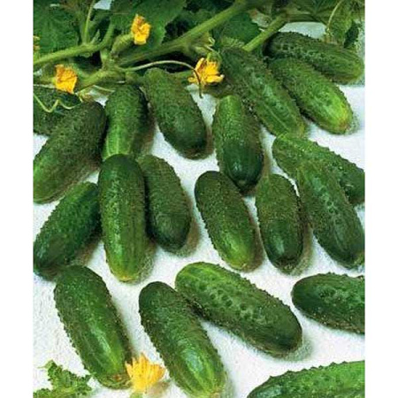 Огурец Маринда (1000шт) Маринда/Seminis