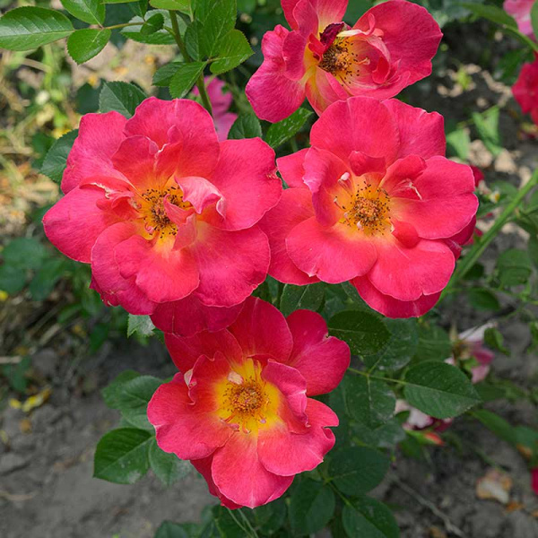 Роза Шраб Баяццо Садовита