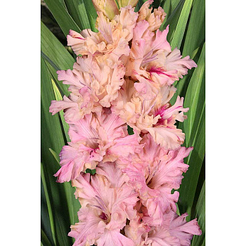 Гладиолус Мать Драконов (В-15-310) 8/10 5 шт, Садовита 