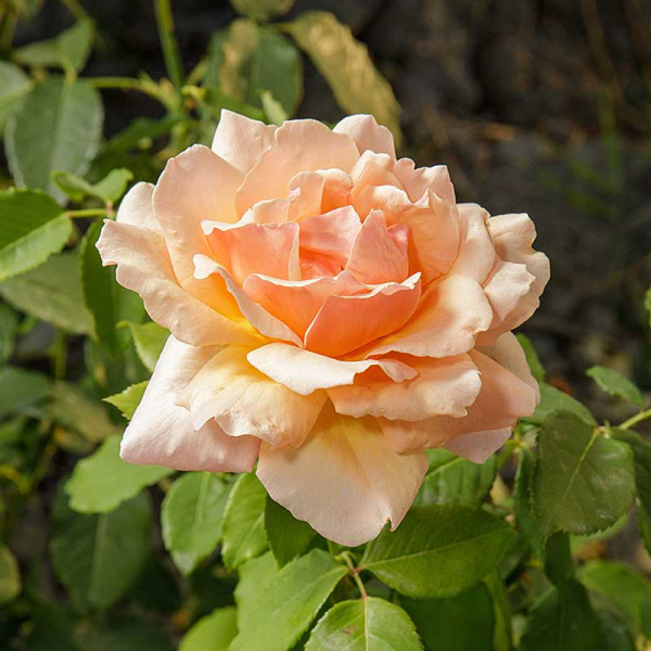 Роза флорибунда Гейша Садовита