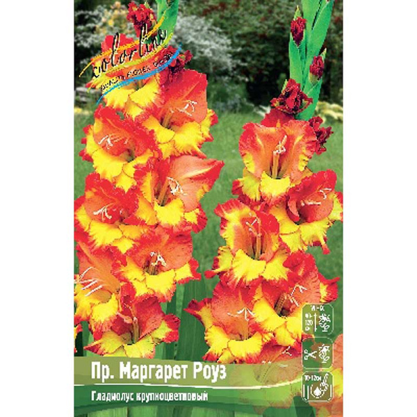 Гладиолус Пр.маргарет Роуз 10/12 100 шт Шоу-бокс 7775
