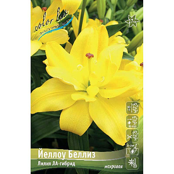 Лилия Йеллоу Беллиз 12/14 25 шт Биг-пак 13680