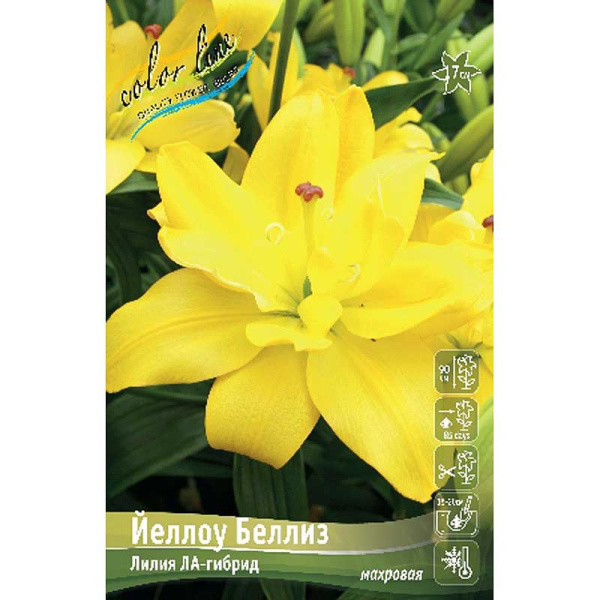 Лилия Йеллоу Беллиз 12/14 25 шт Биг-пак 13680