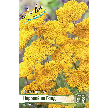 Тысячелистник Коронейшн Голд I 1 шт
