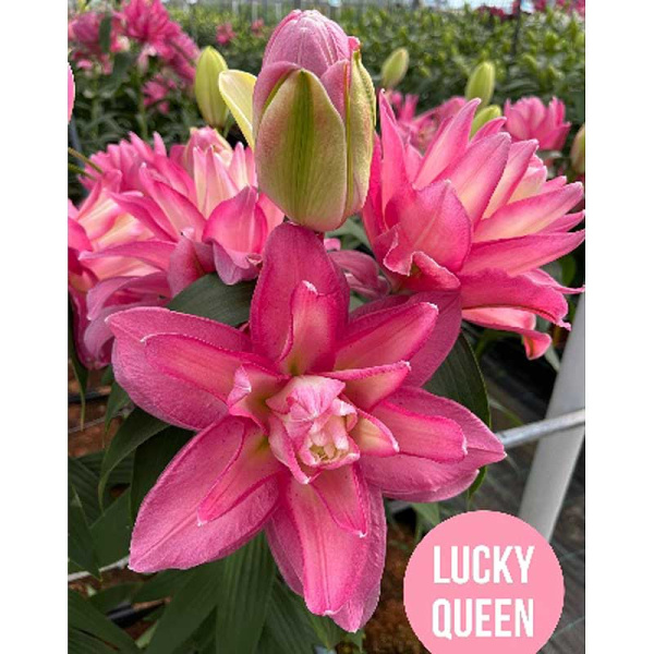 2272 Биг-Пак Лилия Лакки Куин 10/12 25 шт 