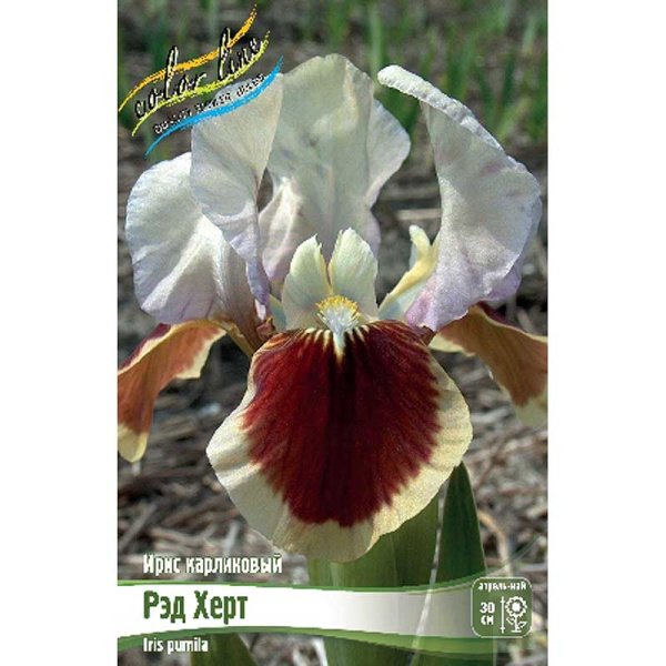Ирис Карликовый Рэд Херт I 1 шт