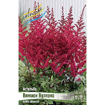 Астильба Вижион Вулкано 2/3 n 1 шт 