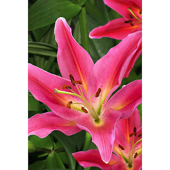 Лилия Маунт Кук 12/14 5 шт Садовита 