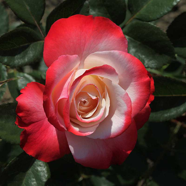 Роза чайно-гибридная Ностальжи Садовита