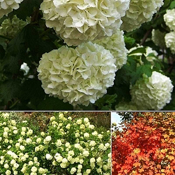 Калина Обыкновенная Розеум P9