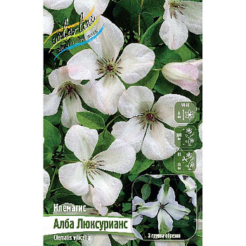 Клематис Алба Люксурианс I 2 шт