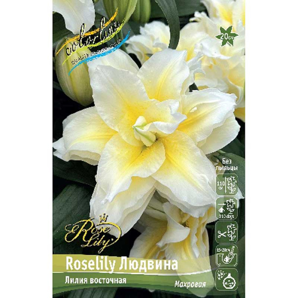 4005 Биг-Пак Лилия Roselily Людвина 16/18 25 шт 