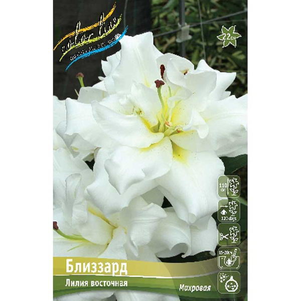 Лилия Близзард 12/14 25 шт Биг-пак 11131