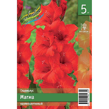 Гладиолус Магма 10/12 5 Эконом шт