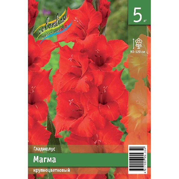 Гладиолус Магма 10/12 5 Эконом шт