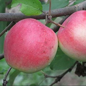 Яблоня Свежесть (полукарлик) Садовита